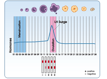 Test ovulation, pic LH